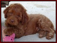 Noelle Dawson pups 7 wks old 191