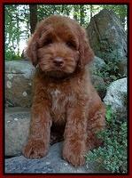 Noelle Dawson pups 8 wks old Org & Red 41