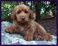 Rodrequez family: Rosie