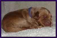 Noelle Dawson pups 1 wk old 181