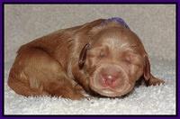 Noelle Dawson pups 1 wk old 191
