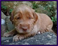 Noelle Dawson pups 3 wks old 141