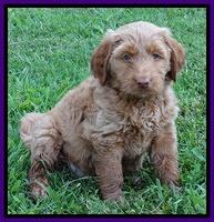 Noelle Dawson pups 6 wks old 171