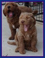Noelle Dawson pups 7 wks old 241