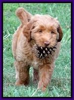 Noelle Dawson pups 7 wks old 251