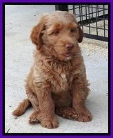 Noelle Dawson pups 7 wks old 271