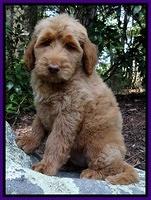 Noelle Dawson pups 8 wks old Teal Purple 31