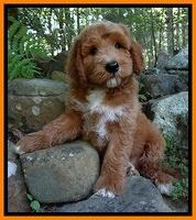 Hulsey family: "Ruger"