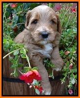 Noelle Dawson pups 4 wks old 161