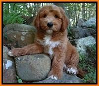 Noelle Dawson pups 8 wks old Org & Red 61