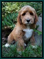 SCL future breeding female Need guardian: Summer Sangria "Ria"
