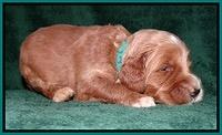 Noelle Dawson 2 weeks old 131