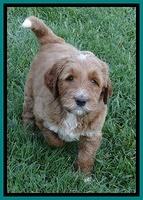 Noelle Dawson pups 5 wks old 131