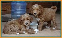 Noelle Dawson pups 7 wks old 431