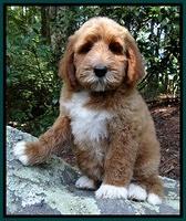 Noelle Dawson pups 8 wks old Teal Purple 61