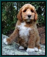 Noelle Dawson pups 8 wks old Teal Purple 71