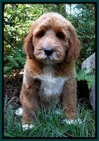 Noelle Dawson pups 8 wks old Teal Purple 81