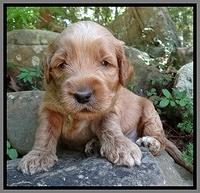 Noelle Dawson pups 3 wks old 241