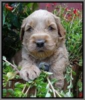 Noelle Dawson pups 4 wks old 241