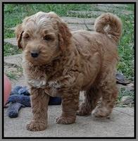 Noelle Dawson pups 6 wks old 261