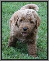 Noelle Dawson pups 6 wks old 291