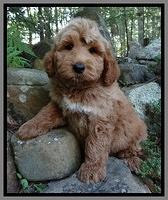 Noelle Dawson pups 8 wks old 61