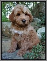 Noelle Dawson pups 8 wks old 71