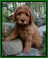 Peintz family: "Marley"