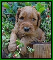 Noelle Dawson pups 4 wks old 251