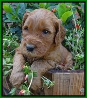 Noelle Dawson pups 4 wks old 261