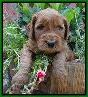 Noelle Dawson pups 4 wks old 271