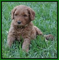 Noelle Dawson pups 5 wks old 181