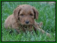 Noelle Dawson pups 5 wks old 191