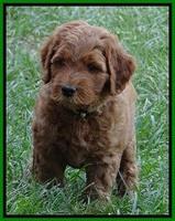 Noelle Dawson pups 6 wks old 311