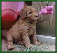 Noelle Dawson pups 6 wks old 321