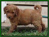 Noelle Dawson pups 6 wks old 331