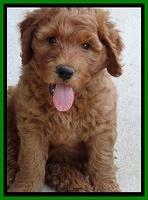 Noelle Dawson pups 7 wks old 41