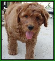Noelle Dawson pups 7 wks old 441