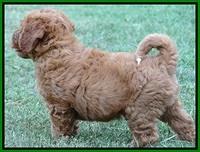 Noelle Dawson pups 7 wks old 451