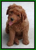 Noelle Dawson pups 7 wks old 461