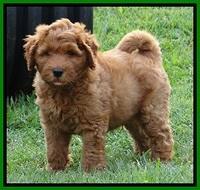 Noelle Dawson pups 7 wks old 491