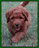 Noelle Dawson pups 7 wks old 501
