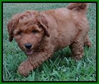 Noelle Dawson pups 7 wks old 511