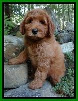 Noelle Dawson pups 8 wks old 91