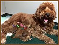 Noelle Dawson newborn pups 31