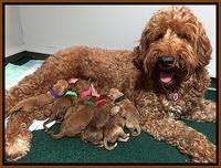 Noelle Dawson newborn pups 51