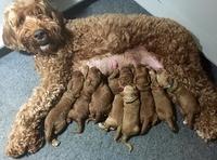 Noelle Dawson pups 1 wk old 31