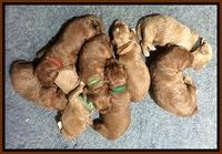 Noelle Dawson pups 1 wk old 41