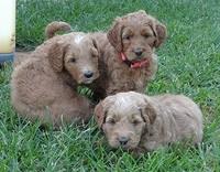 Noelle Dawson pups 5 wks old 2100
