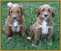 Noelle Dawson pups 5 wks old 22100